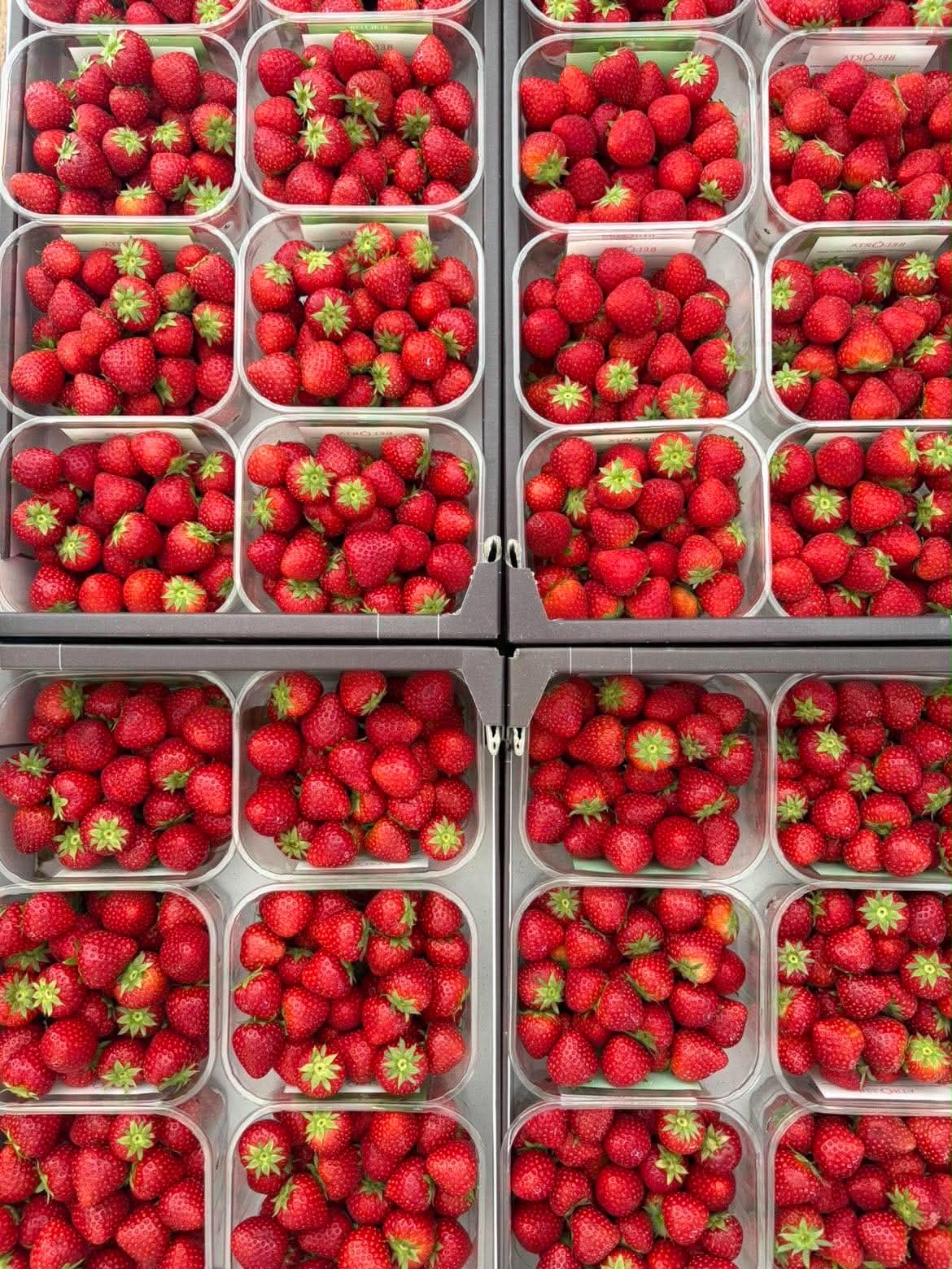 fraises pour produire la liqueur artisanale belge (fraise-basilic)